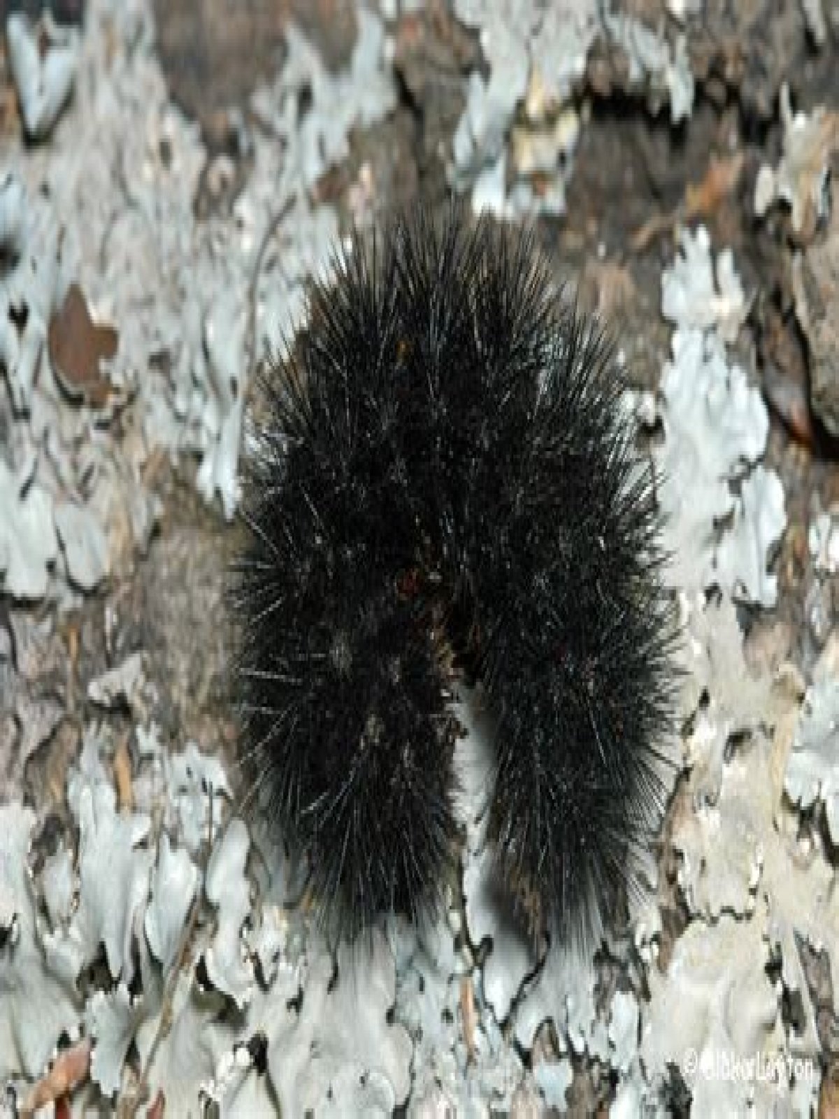 Giant Leopard Moth Caterpillar, Vol. 4, No. 32