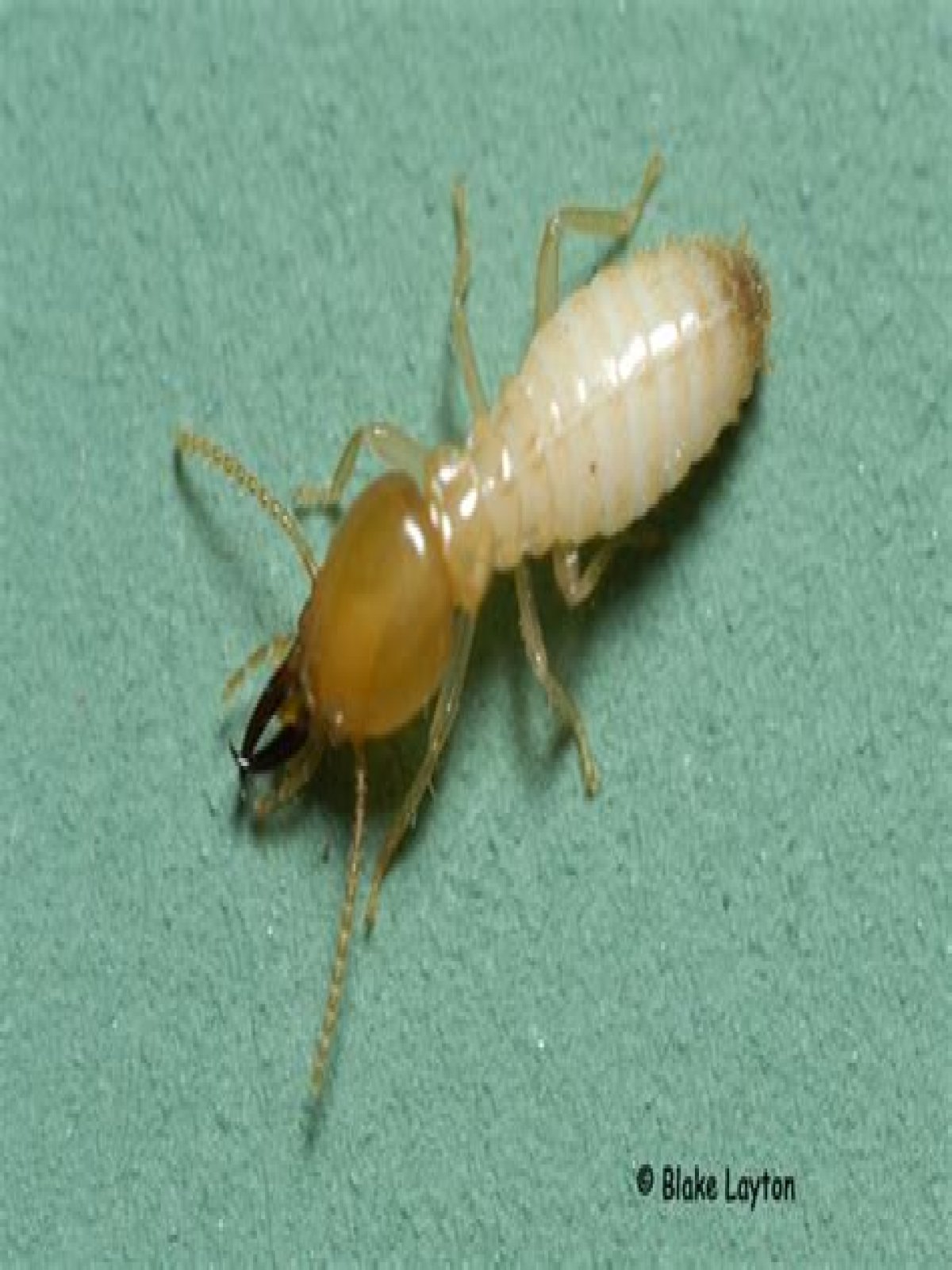 Termite Biology (eastern subterranean termites and Formosan termites)